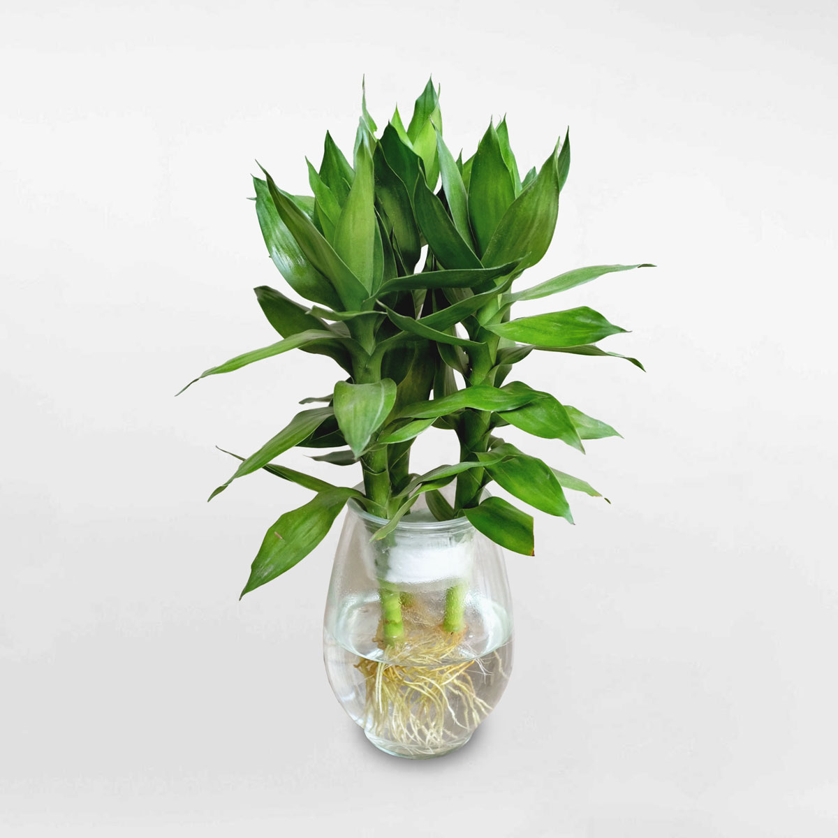 cay phat loc thuy sinh