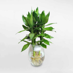 cay phat loc thuy sinh