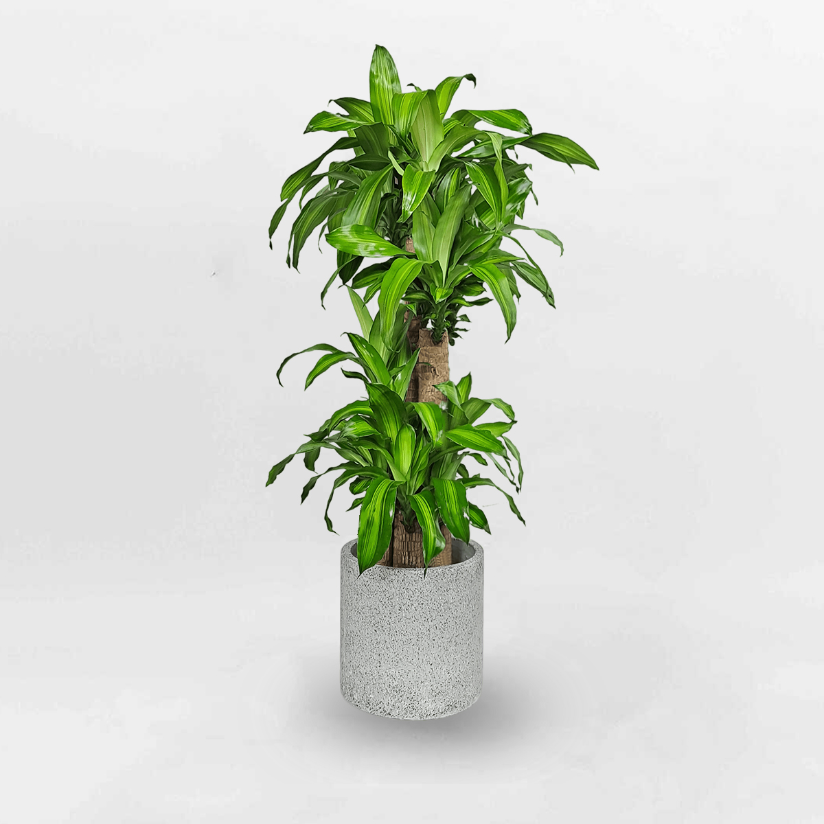 cay phat tai bo mowgarden