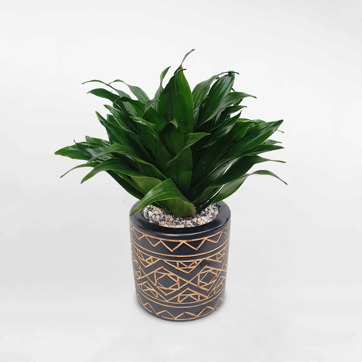 cay phat tai bup de ban chau su 1