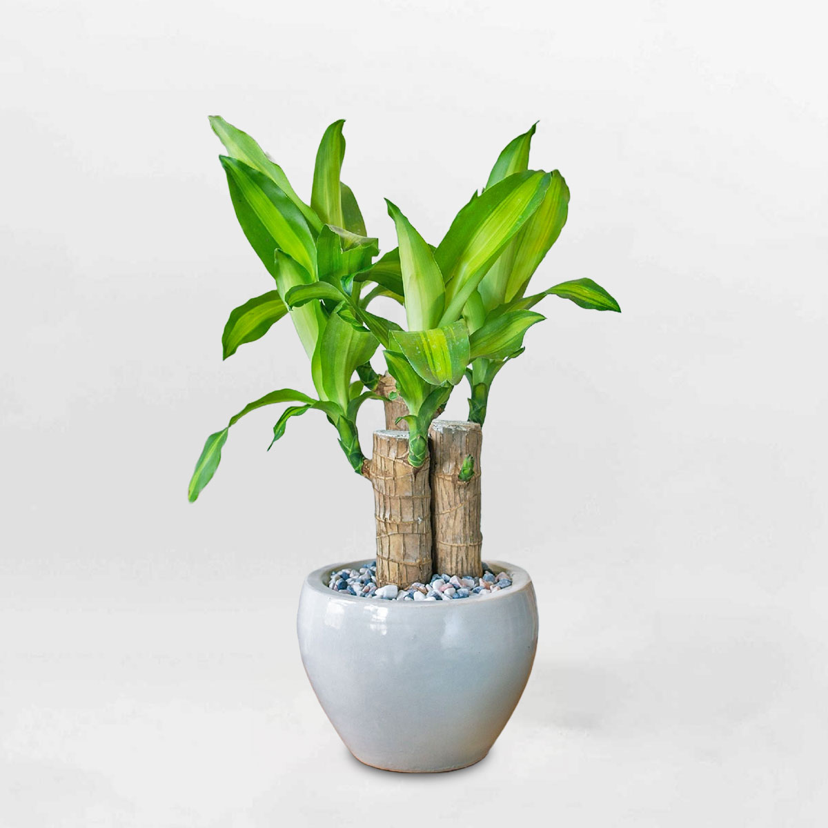 cay phat tai khuc bo 3 nho