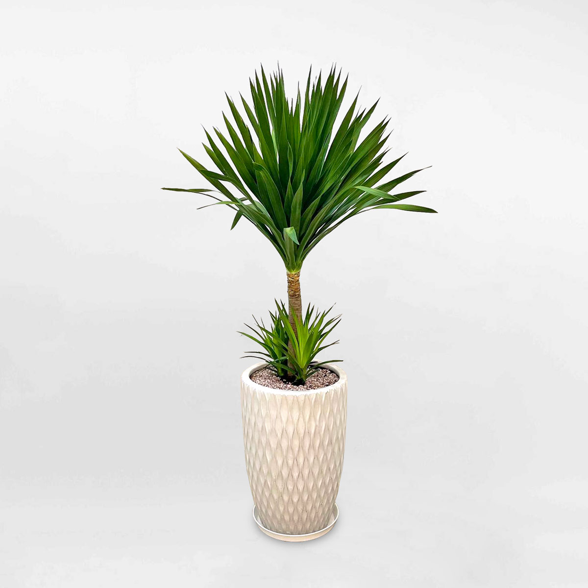 cay phat tai nui 2 tang