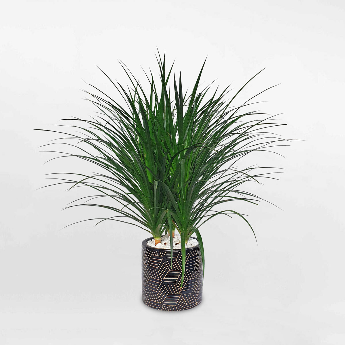 cay phat tai nui 3 than chau su 1