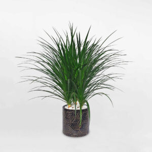 cay phat tai nui 3 than chau su 1