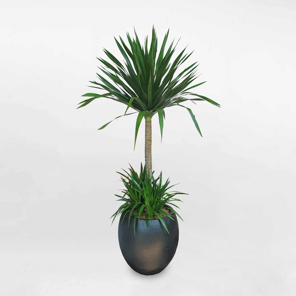 cay phat tai nui chau da mai den