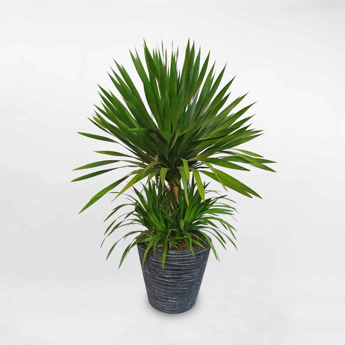 cay phat tai nui chau da mai wax 1