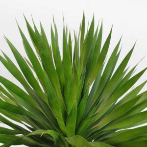 cay phat tai nui chau da mai wax 2