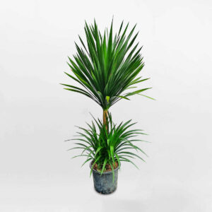 cay phat tai nui chau uom