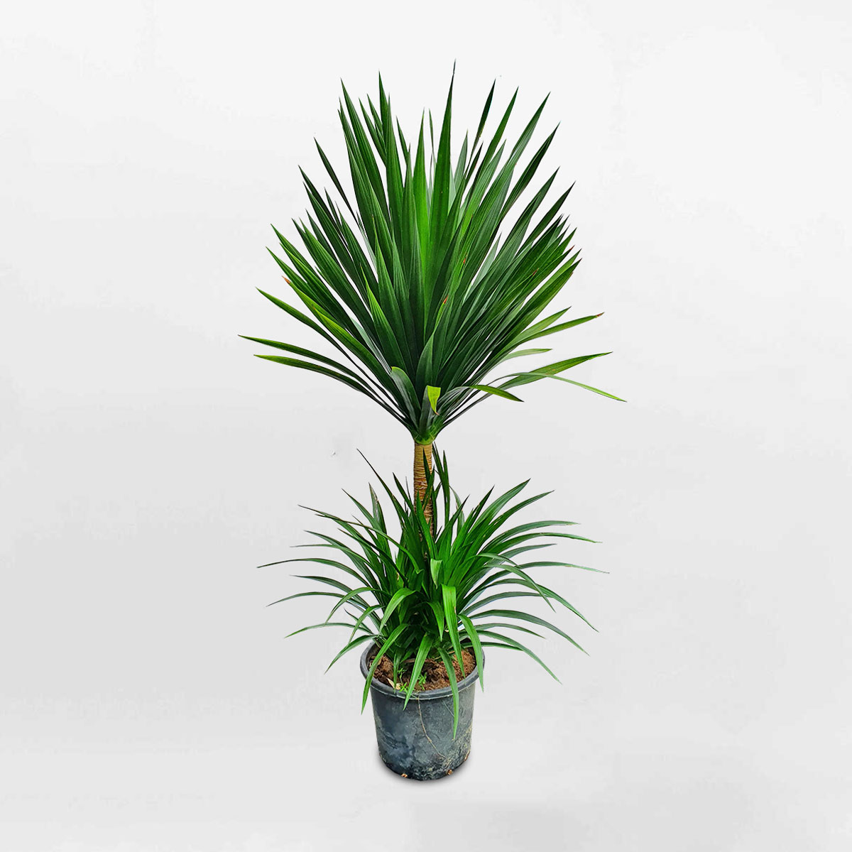 cay phat tai nui chau uom