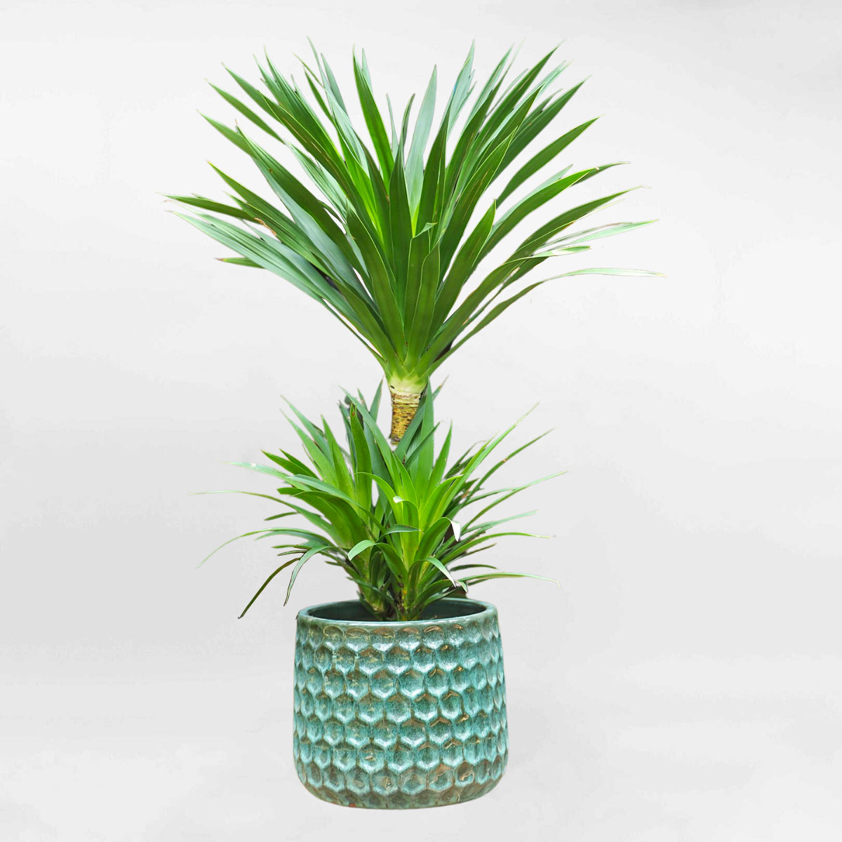 cay phat tai nui mowgarden