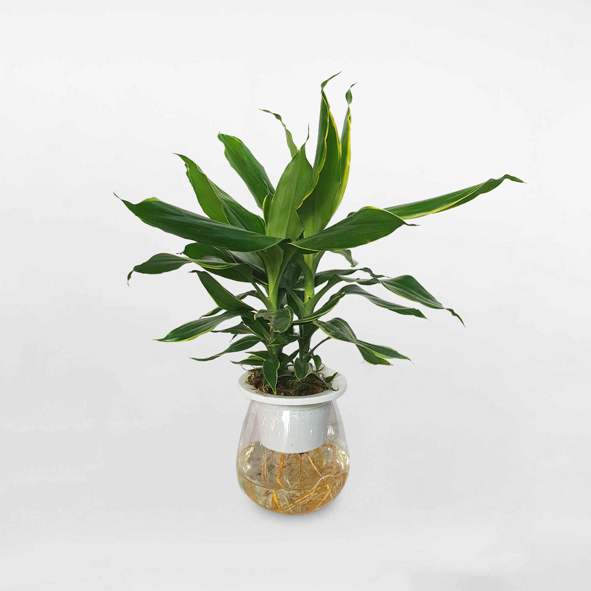 cay phat tai vien vang 1