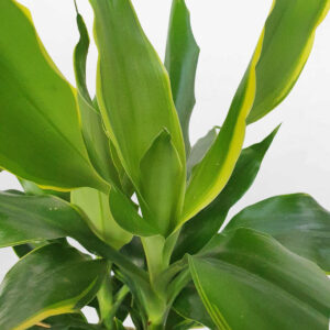 cay phat tai vien vang 2