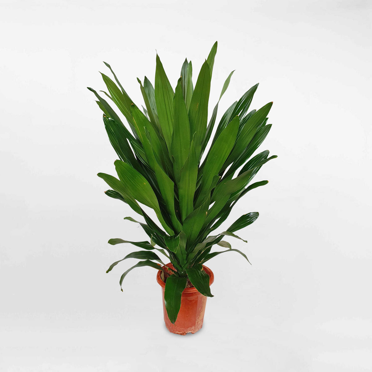 cay phat tai xanh la lon green jewel 1