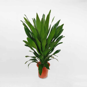 cay phat tai xanh la lon green jewel 1