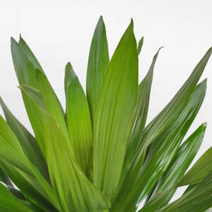 cay phat tai xanh la lon green jewel 2