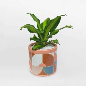 cay phat vang my chau su 1