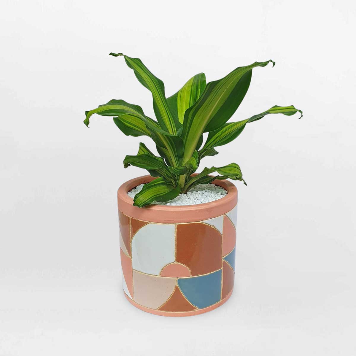 cay phat vang my chau su 1