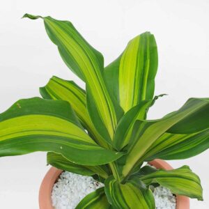 cay phat vang my chau su 2