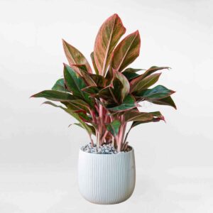 cay phu quy chau su AGLA001