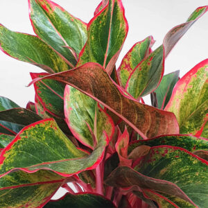 cay phu quy chau su tho cam mow garden 01