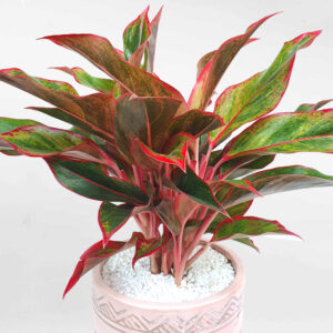 cay phu quy chau su tho cam mow garden 02