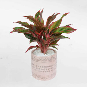 cay phu quy chau su tho cam mow garden