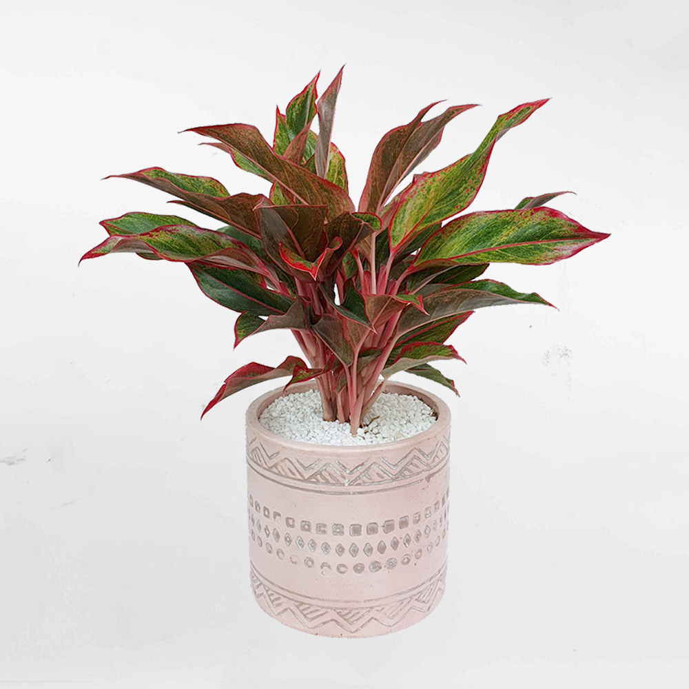 cay phu quy chau su tho cam mow garden