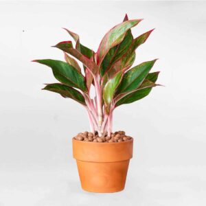 cay phu quy de ban chau gom mowgarden