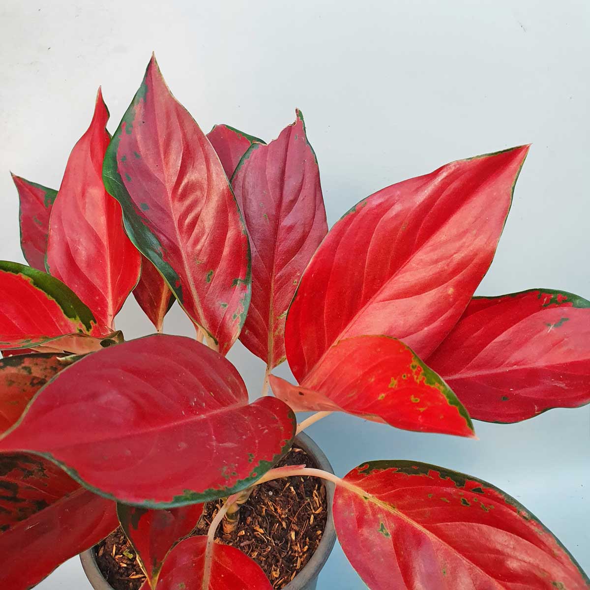 cay phu quy do Aglaonema Anyamanee 2