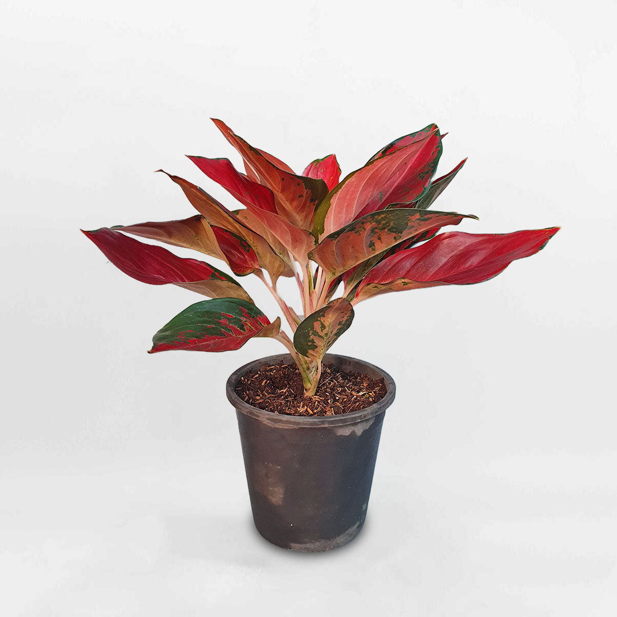 cay phu quy do Aglaonema Anyamanee