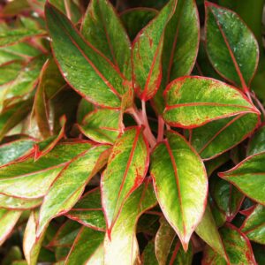 cay phu quy thuy sinh 3 1