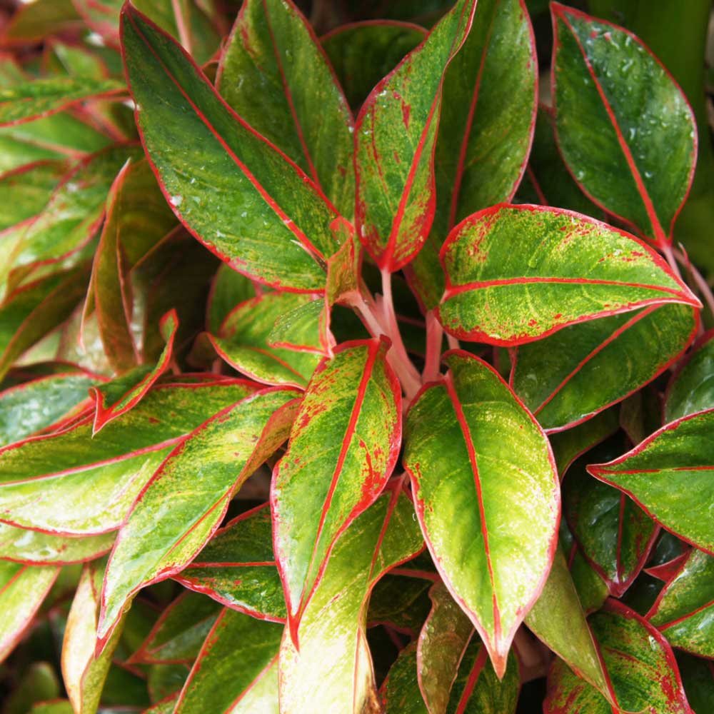 cay phu quy thuy sinh 3 1