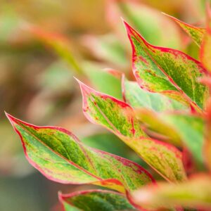 cay phu quy thuy sinh 4 1