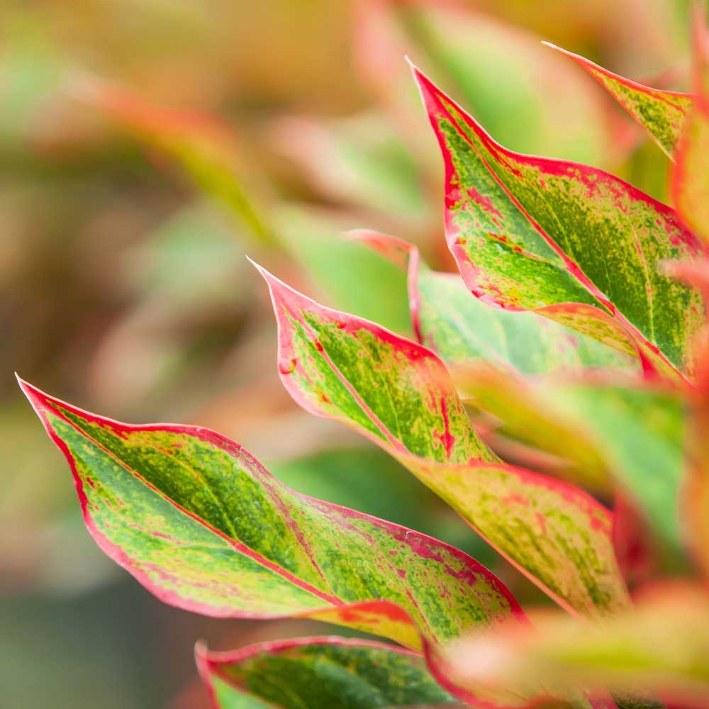 cay phu quy thuy sinh 4 1