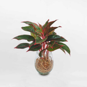 cay phu quy thuy sinh vien do 1