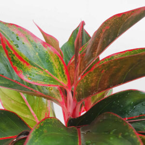 cay phu quy thuy sinh vien do 2