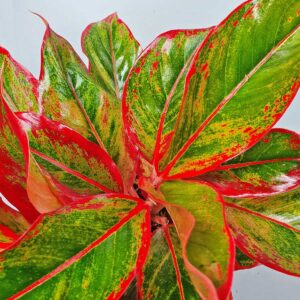 cay phu quy vien do Aglaonema red siam 2