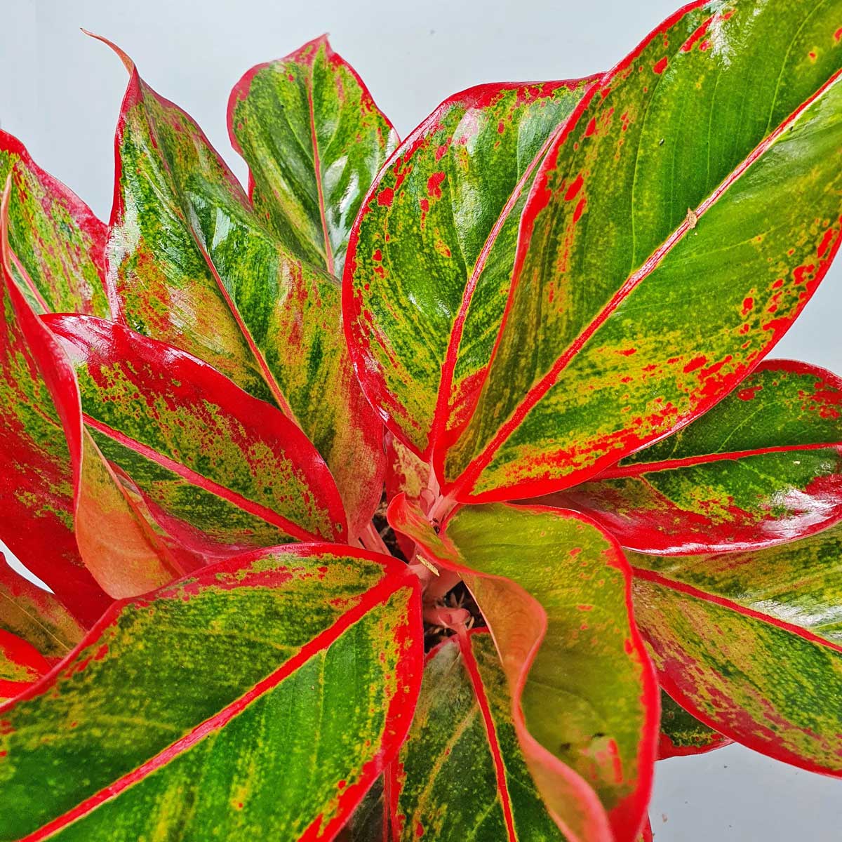 cay phu quy vien do Aglaonema red siam 2