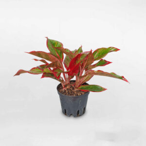 cây phú quý viền đỏ