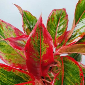 cay phu quy vien do Aglaonema red siam 3
