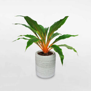 cay phuong hoang lua chau gom su men nham gia da