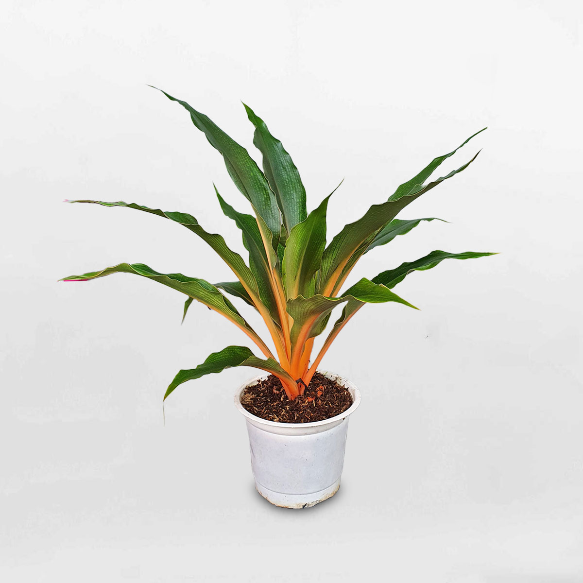 cây phượng hoàng lửa