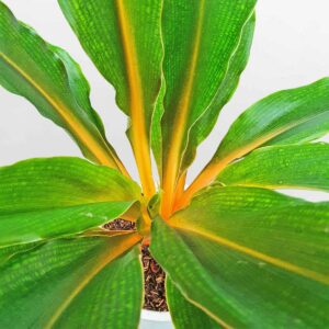 cây phượng hoàng lửa