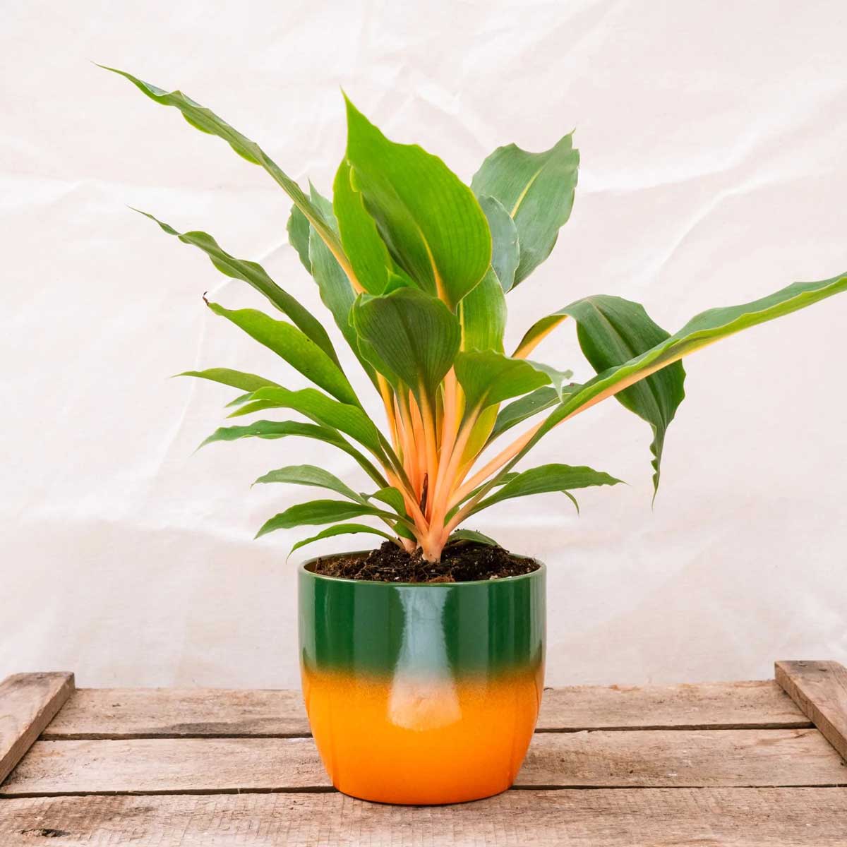 cay phuong hoang lua