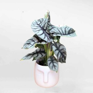 cay rong bac chau su trang mowgarden