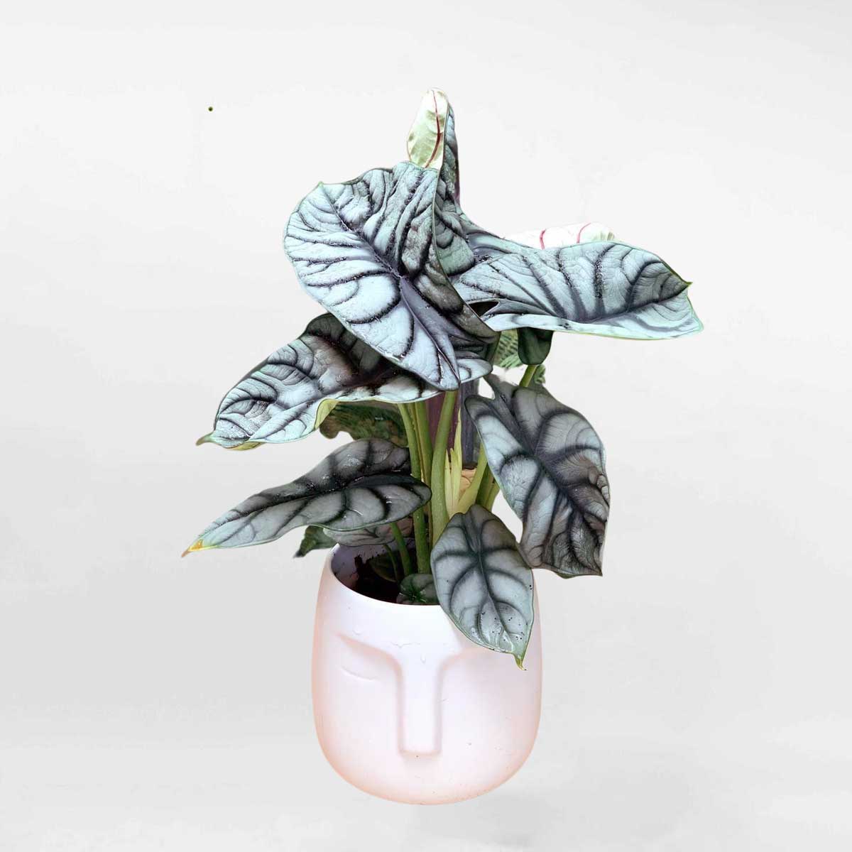 cay rong bac chau su trang mowgarden