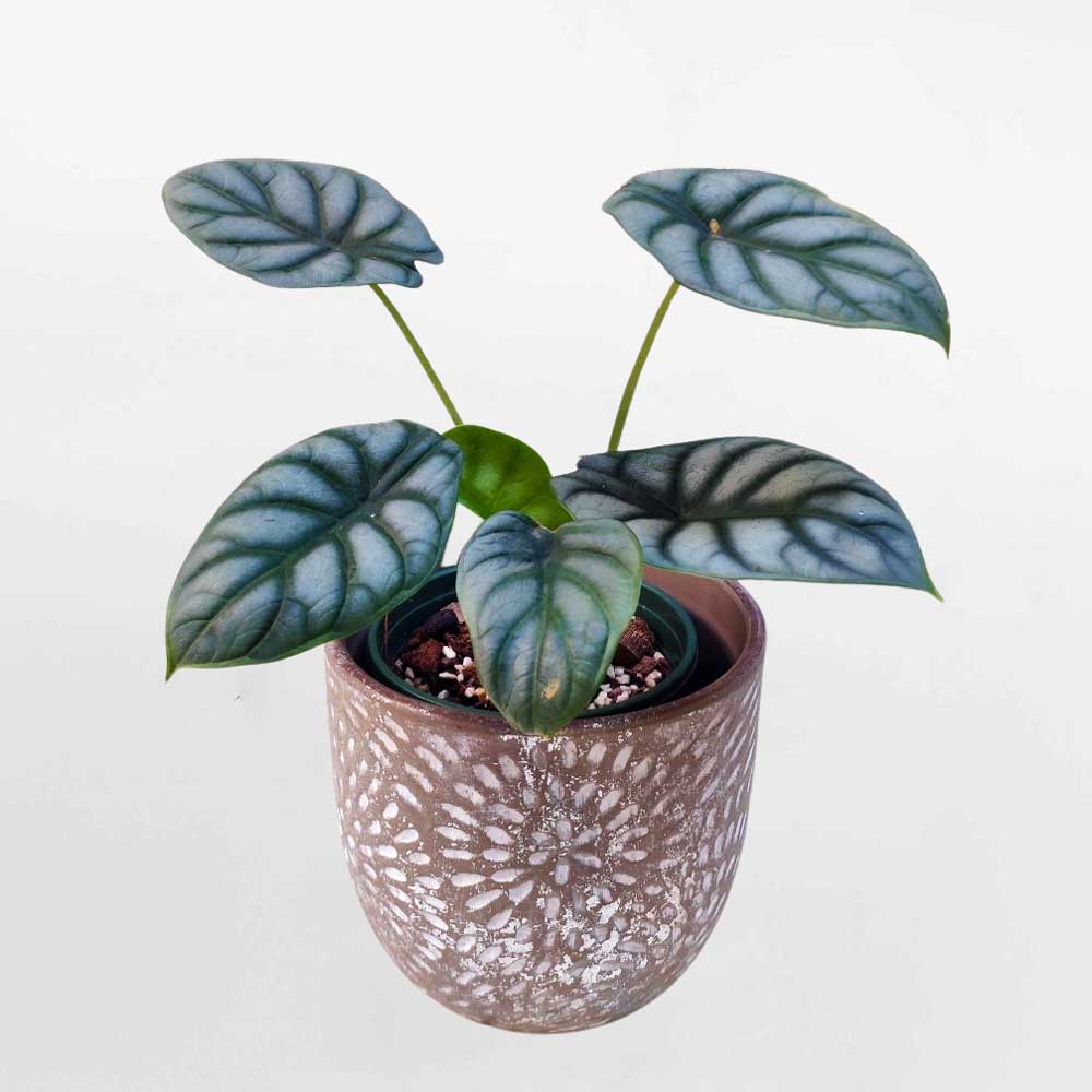 cay rong bac de ban mowgarden