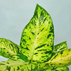 cay sao sang Dieffenbachia seguine Mars 2