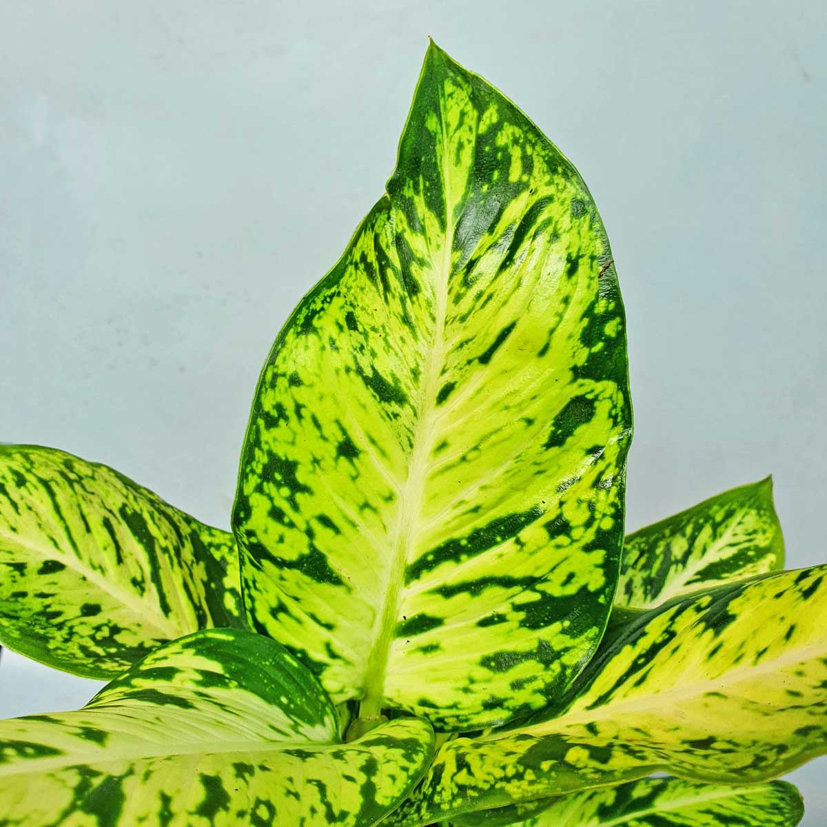 cay sao sang Dieffenbachia seguine Mars 2