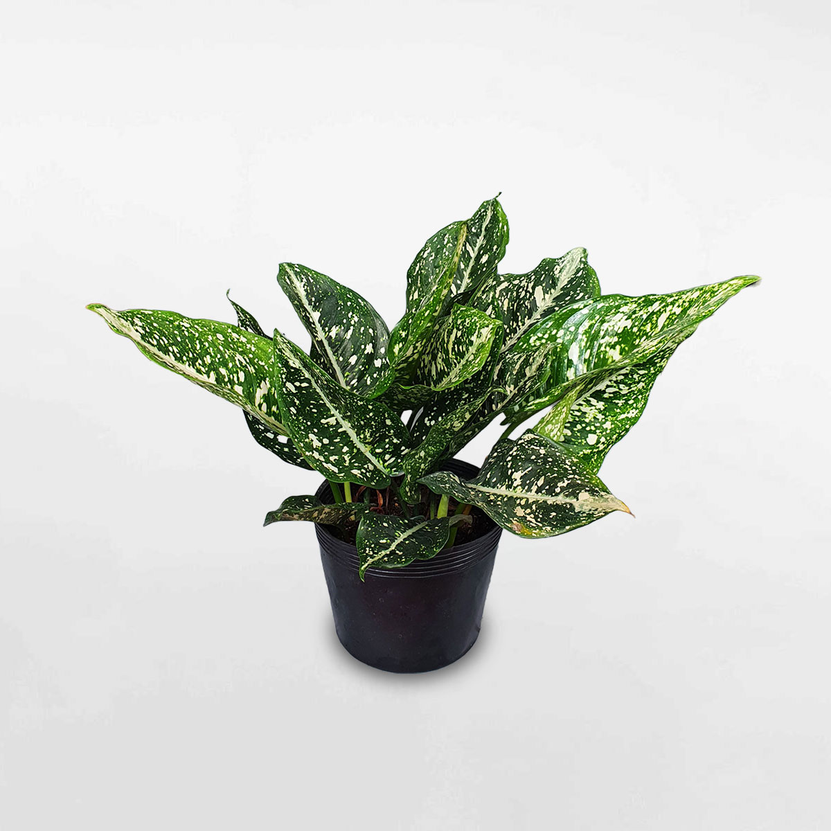 cây sao sáng lá đậm